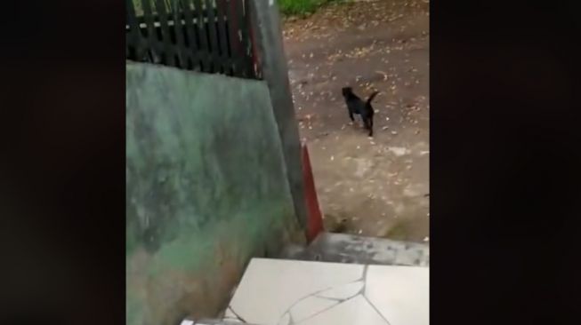 Sedih Campur Lucu, Video Viral Abang Kurir Paket Dikejar Anjing Penjaga Rumah Customer