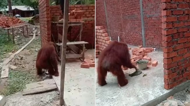 Lagi Bikin Tembok Rumah, Para Pekerja Kaget Didatangi Orang Utan Ikut Ubek-ubek Semen, Warganet: Join Nguli