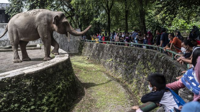 Pengunjung melihat gajah Sumatera di Taman Margasatwa Ragunan , Jakarta, Selasa (3/5/2022).  ANTARA FOTO/Aprillio Akbar