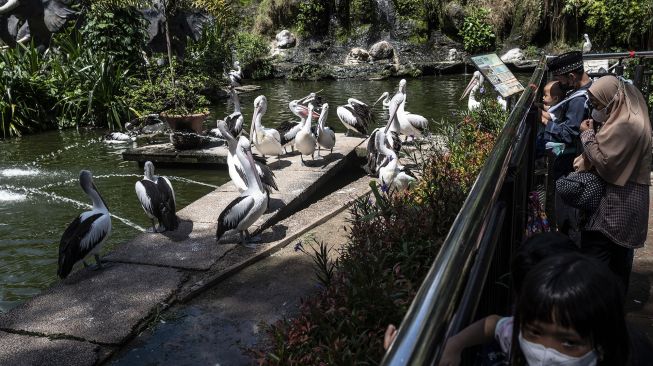 Pengunjung melihat burung pelikan di Taman Margasatwa Ragunan , Jakarta, Selasa (3/5/2022). ANTARA FOTO/Aprillio Akbar
