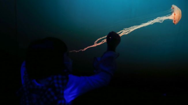 Pengunjung melihat ubur-ubur (Scyphozoa) di Jakarta Aquarium dan Safari, Jakarta, Selasa (3/5/2022). [ANTARA FOTO/Rivan Awal Lingga/wsj]