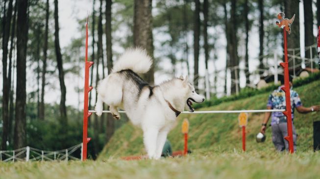 Seekor anjing asyik bermain di wahana baru bernama Petventure di Orchid Forest Cikole. [dokumentasi pribadi]