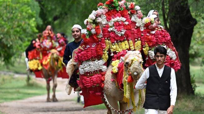 Warga Muslim menaiki unta yang dihias selama hari raya Idul Fitri di Islamabad, Pakistan, Selasa (3/5/2022). [Aamir QURESHI / AFP]