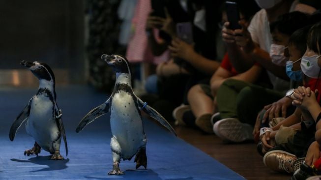 Pengunjung menyaksikan penguin (Spheniscidae) berparade di Jakarta Aquarium dan Safari, Jakarta, Selasa (3/5/2022). [ANTARA FOTO/Rivan Awal Lingga/wsj]