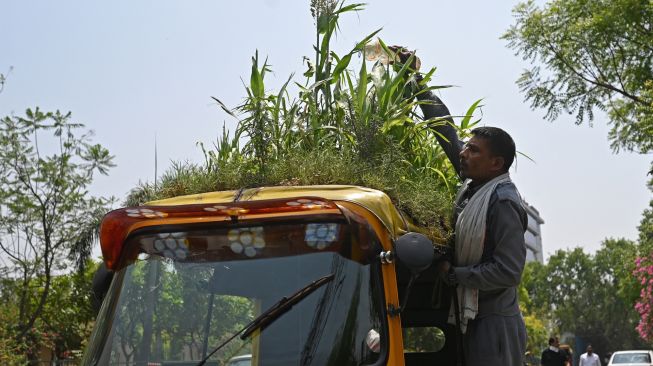 Pengemudi Bajaj Mahender Kumar menyiram 'taman' yang ada di atap kendaraannya di New Delhi, India, Senin (2/5/2022). [Money SHARMA / AFP]