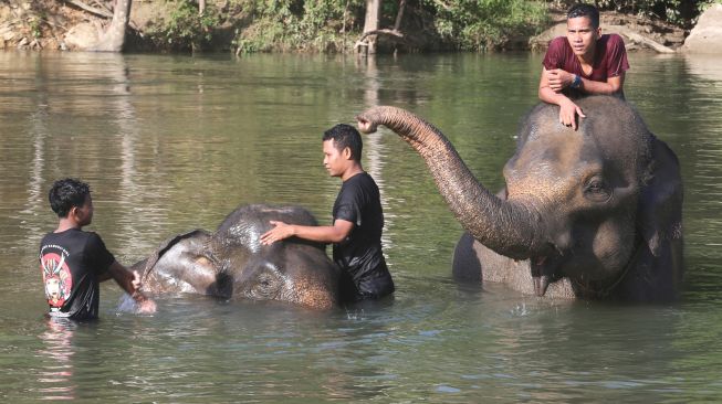 Pawang gajah (mahout) Conservation Response Unit (CRU) Sampoiniet (kanan) mengedukasi wisatawan tentang gajah sumatra (Elephas maximus sumatranus) jinak di Desa Ie Jeureungeh, Aceh Jaya, Aceh, Rabu (4/5/2022). [ANTARA FOTO/Irwansyah Putra/tom]