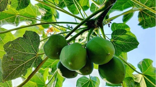 Mengenal Tanaman Penghasil Emas yang  Tumbuh Subur di Indonesia, Seperti Apa?