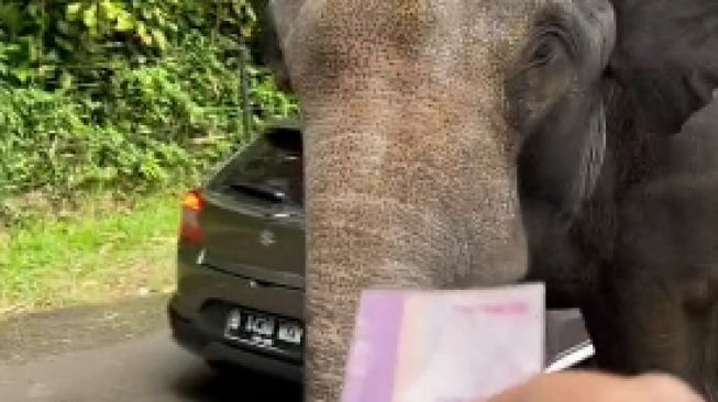 Wisatawan Ini Bagi THR ke Gajah Saat Kunjungi Taman Safari, Warganet: Gajahnya Pinter Banget
