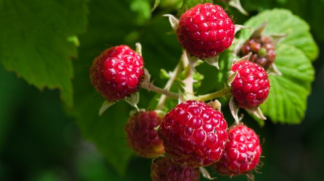 Lancarkan Persalinan, ini 5 Khasiat Baik Mengonsumsi Teh Daun Raspberry