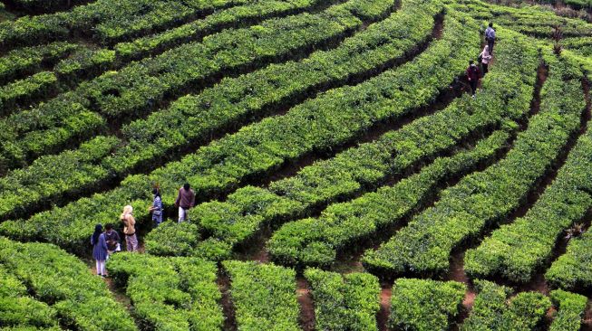 Wisatawan menikmati suasana alam Agrowisata Kebun Teh, Warpat, Puncak Pass, Kabupaten Bogor, Jawa Barat, Sabtu (7/5/2022).  ANTARA FOTO/Yulius Satria Wijaya