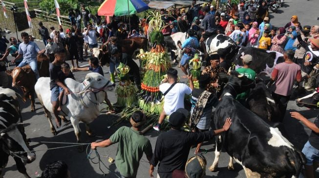 Hewan sapi berebut makanan pada gunungan ketupat dan hasil bumi pada Tradisi Lebaran Sapi di lereng Gunung Merapi, Mlambong, Sruni, Musuk, Boyolali, Jawa Tengah, Senin (9/5/2022). [ANTARA FOTO/Aloysius Jarot Nugroho/rwa]