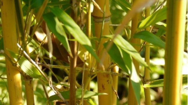 Simak Penjelasan Ilmiah di Balik Suhu Dingin Pohon Bambu yang Dianggap Mistis, Bukan Karena Jadi Rumah Dedemit!