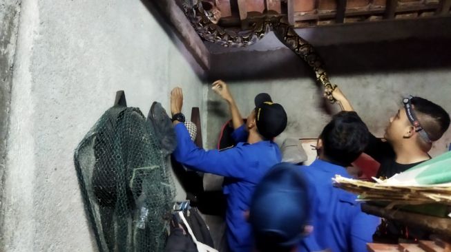 Petugas BPBD Evakuasi Ular Sanca Sepanjang 3 Meter Dari Atap Rumah Warga