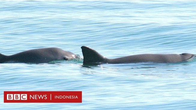 Vaquita, Mamalia Laut Paling Terancam di Dunia Masih Dapat Diselamatkan