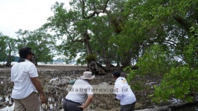 Ada Ekosistem Bakau Berusia 750 Tahun di Belitung, Salah Satu Tertua 