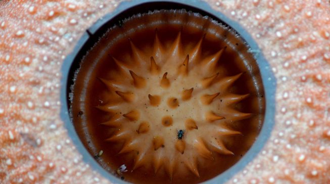 Seekor lalat berada di putik bunga Rafflesia arnoldii yang mekar di halaman rumah Joni Hartono di Batang Palupuh, Kecamatan Palupuh, Kabupaten Agam, Sumatera Barat, Selasa (10/5/2022).  ANTARA FOTO/Iggoy el Fitra