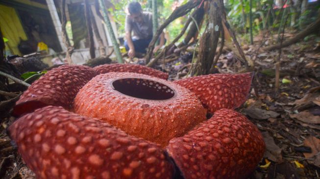 Joni Hartono (50), membersihkan bonggol bunga Rafflesia arnoldii yang tumbuh di halaman rumahnya di Batang Palupuh, Kecamatan Palupuh, Kabupaten Agam, Sumatera Barat, Selasa (10/5/2022). ANTARA FOTO/Iggoy el Fitra