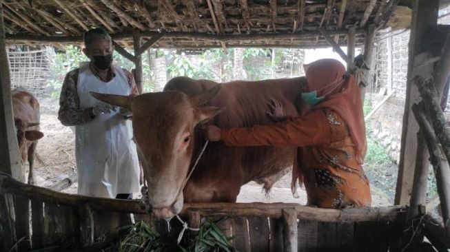 Sudari (42) warga Dawarblandong, Mojokerto merawat hewan ternak sapi miliknya yang terserang PMK. [SuaraJatim/Zen Arifin]