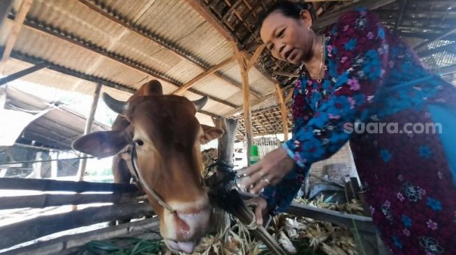 Tamami (50) peternak sapi menunjukan cara tradisional pengobatan PMK dengan asap belerang. [SuaraJatim/Zen Arifin]