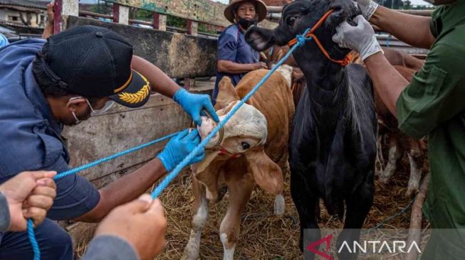 Ratusan Ribu Hewan Ternak di Jawa Barat Terdampak Penyakit Mulut dan Kuku