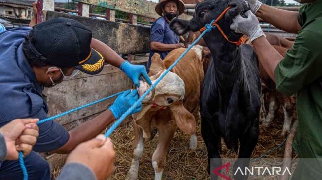 Kasus Puluhan Ternak Mati Mendadak di Kampar Diminta Segera Diselidiki