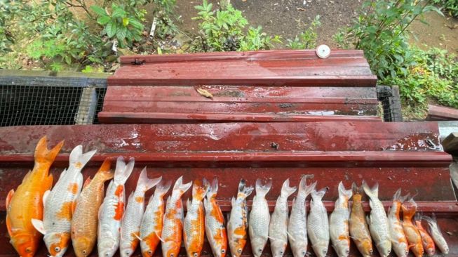 Puluhan Ikan Koi Mati karena Pemadaman Listrik Bergilir di Karimun, Peternak Rugi Puluhan Juta