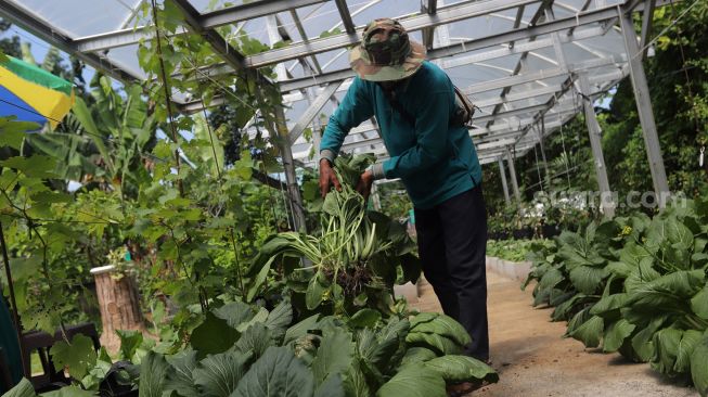 Petani mengambil hasil pertanian saat pelaksanaan Gerakan Jumat Menanam "Go Jak Farm" di Susia Garden, Kalibata, Jakarta, Jumat (13/5/2022). [Suara.com/Angga Budhiyanto]