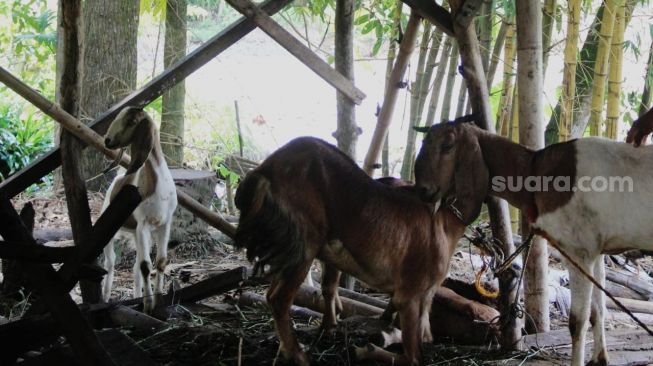 Awas! 37 Hewan Ternak di Jateng Terkonfirmasi PMK, Ini Sebaran Wilayahnya