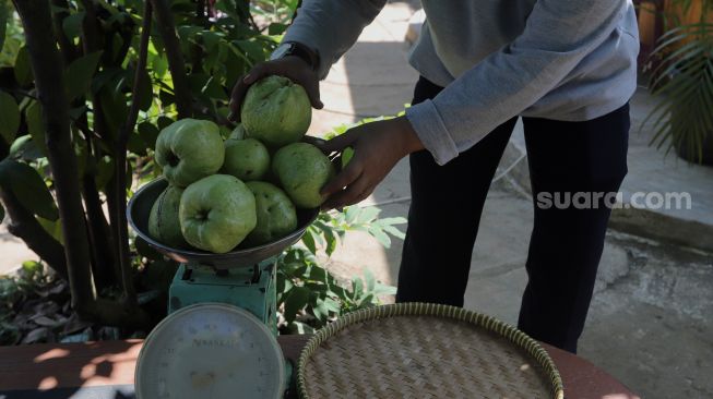 Warga menimbang hasil pertanian saat pelaksanaan Gerakan Jumat Menanam "Go Jak Farm" di Susia Garden, Kalibata, Jakarta, Jumat (13/5/2022). [Suara.com/Angga Budhiyanto]