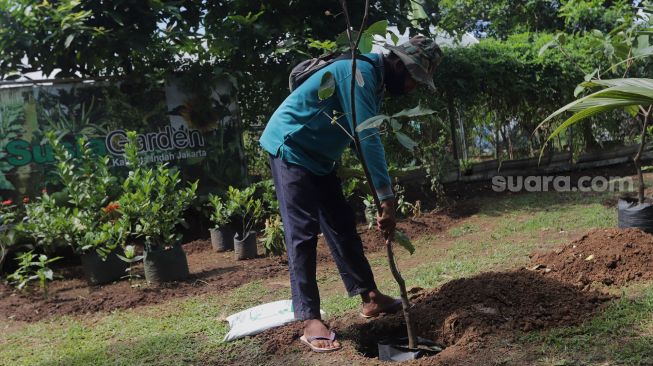 Petani menanam bibit pohon jambu saat pelaksanaan Gerakan Jumat Menanam "Go Jak Farm" di Susia Garden, Kalibata, Jakarta, Jumat (13/5/2022). [Suara.com/Angga Budhiyanto]