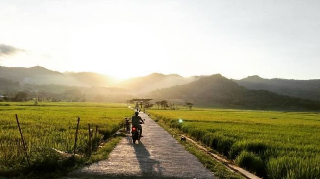 Terpopuler! 5 Wisata Sawah di Yogyakarta, Sejuk dan Menenangkan