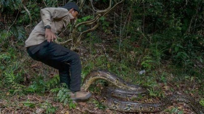 Lepas Reptil Bareng BBKSDA Riau, Youtuber Pekanbaru Dililit Ular Piton dan Digigit di Bagian Paha