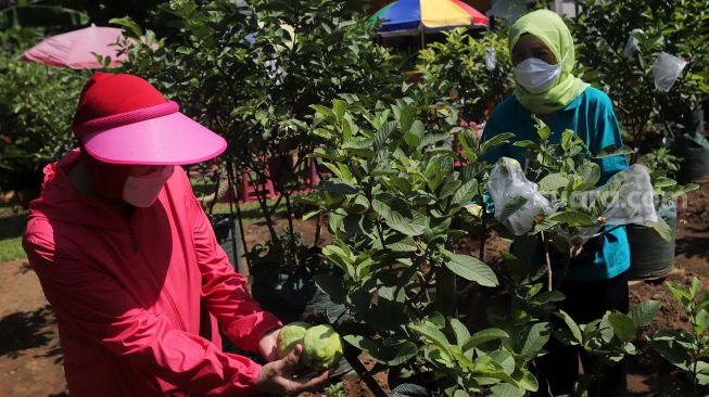 Warga mengambil hasil pertanian saat pelaksanaan Gerakan Jumat Menanam "Go Jak Farm" di Susia Garden, Kalibata, Jakarta, Jumat (13/5/2022). [Suara.com/Angga Budhiyanto]