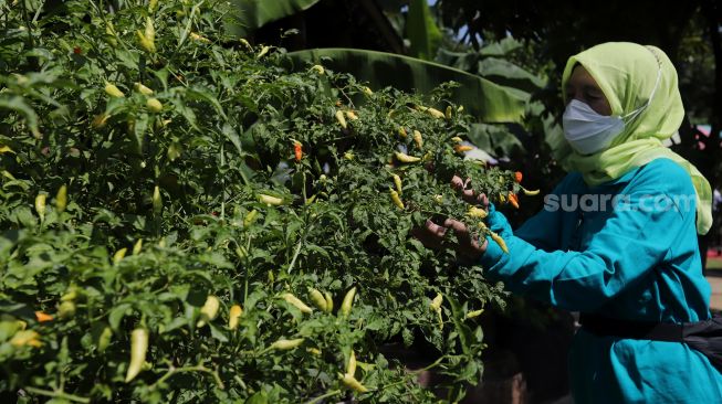 Warga mengambil hasil pertanian saat pelaksanaan Gerakan Jumat Menanam "Go Jak Farm" di Susia Garden, Kalibata, Jakarta, Jumat (13/5/2022). [Suara.com/Angga Budhiyanto]