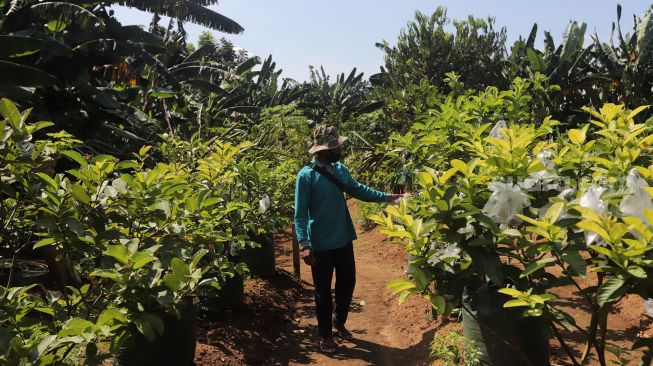 Petani memantau pohon jambu saat pelaksanaan Gerakan Jumat Menanam "Go Jak Farm" di Susia Garden, Kalibata, Jakarta, Jumat (13/5/2022). [Suara.com/Angga Budhiyanto]