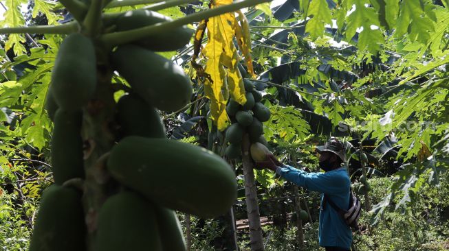 Petani mengambil hasil pertanian saat pelaksanaan Gerakan Jumat Menanam "Go Jak Farm" di Susia Garden, Kalibata, Jakarta, Jumat (13/5/2022). [Suara.com/Angga Budhiyanto]