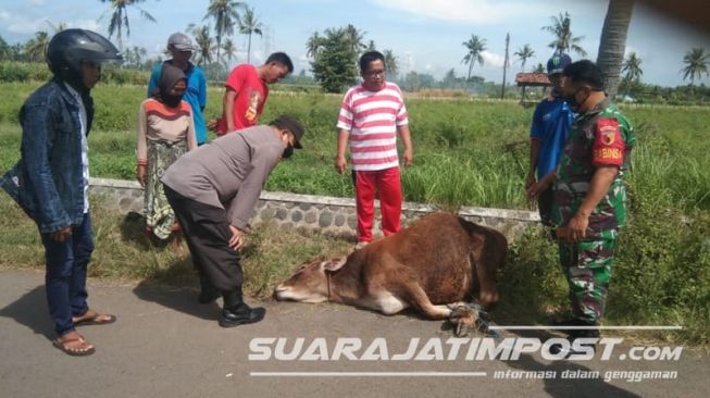 Warga Temukan Sapi Kondisi Kaki Terikat, Diduga Hasil Pencurian