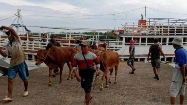 Pemprov Hentikan Pasokan Ternak dari Jawa Timur dan Aceh, Ini Alasannya