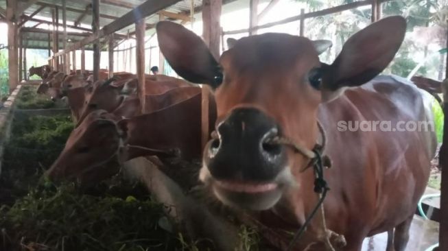 Kondisi ternak di Lingkungan Renco, Kelurahan Kelayu Jorong, Kecamatan Selong, Minggu (15/5/2022) [Suara.com/Toni Hermawan]