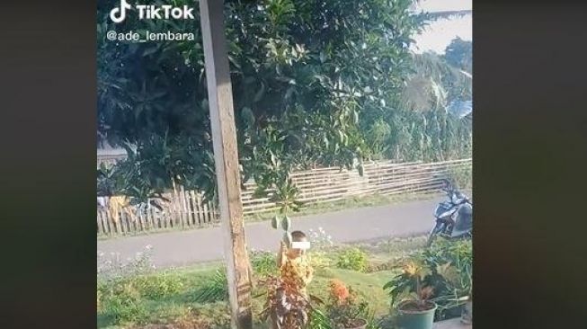 Bocil yang ingin ambil mangga ini bikin netizen geli. (TikTok/ @ade_lembara)