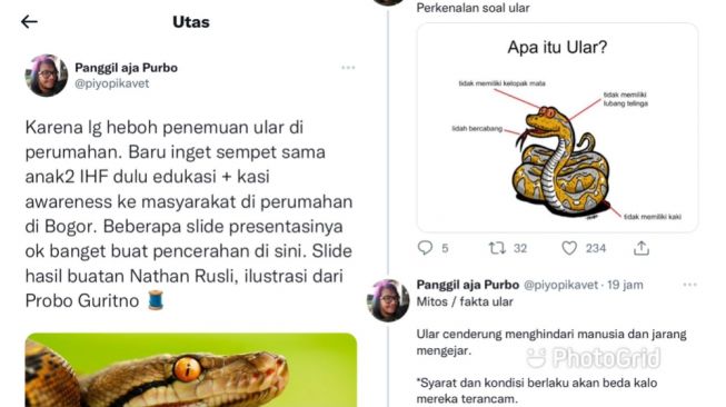 Heboh Video Penemuan Ular di Rumah Warga, Pria Ini Bagikan Utas Edukasi