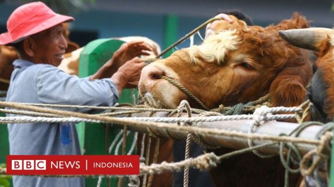 Harga Sapi Kurban Dijamin akan Naik karena Gangguan Distribusi Ternak