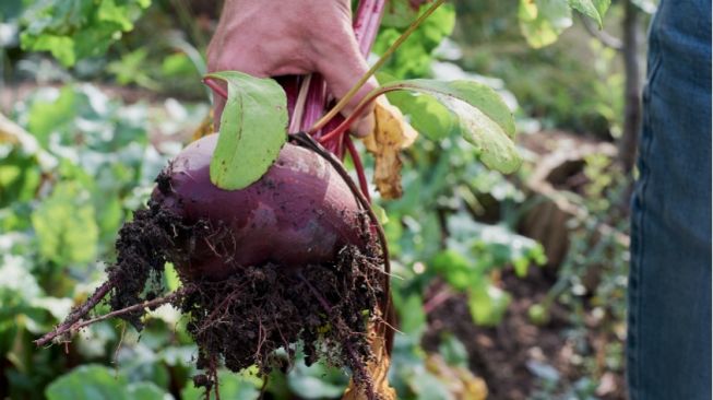 6 Manfaat Buah Bit untuk Kesehatan, Termasuk Mengatasi Diabetes dan Mencegah Kanker