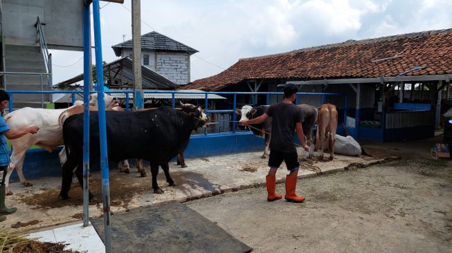Omset Penjualan Hewan Ternak di Pandeglang Merosot Tajam Imbas Adanya PMK