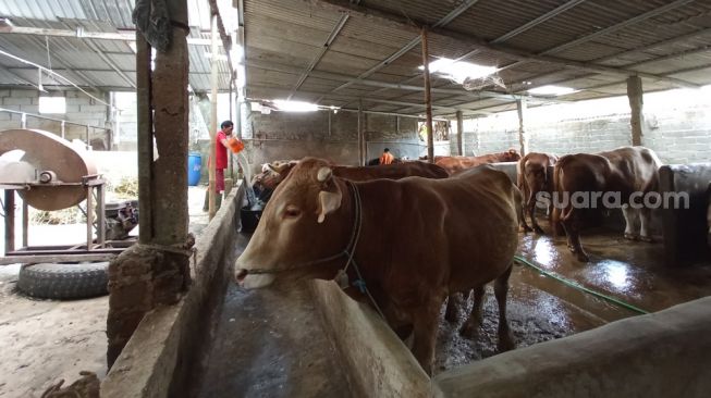 Lebih Seribu Ekor Ternak di Sumbar Terjangkit Penyakit Mulut dan Kuku, Kasus Mati dan Potong Paksa Mulai Ditemukan