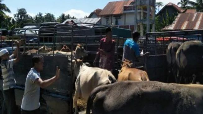 PMK Mewabah, 2 Pasar Ternak di Padang Pariaman Terpaksa Ditutup