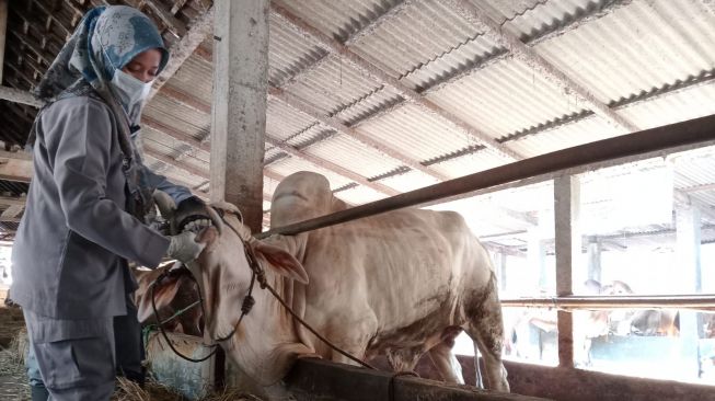 Wabah PMK Jangan Sampai Ganggu Hari Raya Iduladha, Kementan Ungkap SOP Pemotongan Hewan Kurban yang Halal dan Sehat