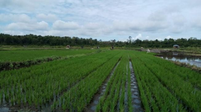 DPR: Kementan Berkontribusi Positif Terhadap Pertumbuhan Ekonomi Nasional