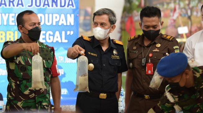 Bea Cukai Gagalkan Penyelundupan 30.911 Benih Lobster di Bandara Juanda