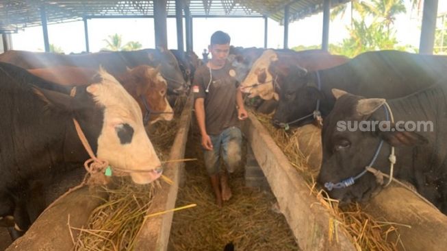 Pasar Ternak di Pasaman Barat Ditutup Gegara Penyakit Mulut dan Kuku